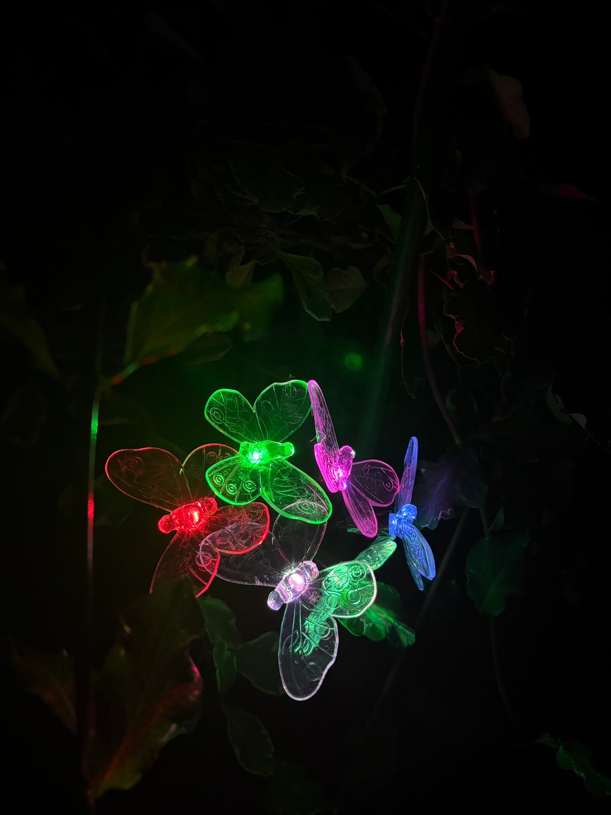 Aurora Wing