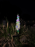Aurora Spire